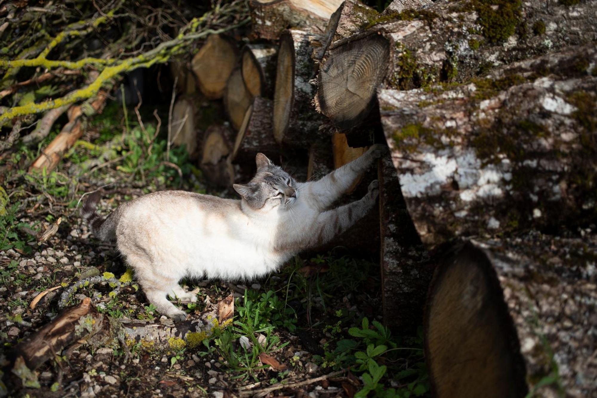 Le Chat Blanc Versols-et-Lapeyre 외부 사진